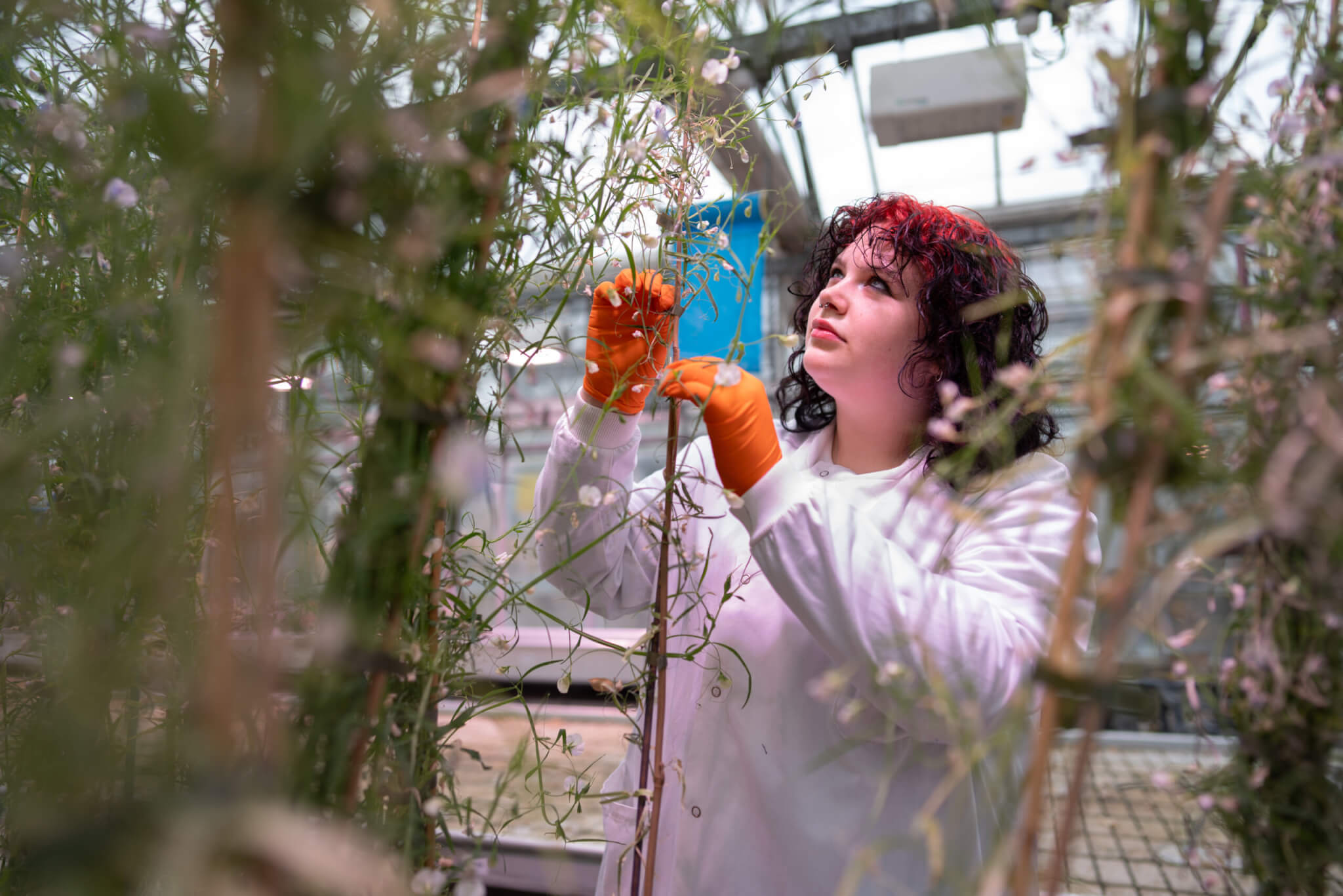 A woman in a lab coat examining a plant in a greenhouse.